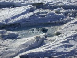 A seal